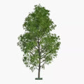 Hybrid Poplar Trees - 2 Cuttings - Fast Growing Privacy Shade Landscaping - Populus deltoides x Populus nigra