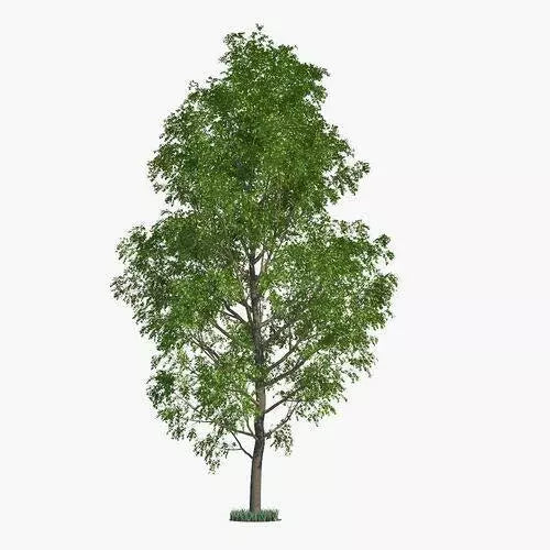 Hybrid Poplar Trees - 2 Cuttings - Fast Growing Privacy Shade Landscaping - Populus deltoides x Populus nigra