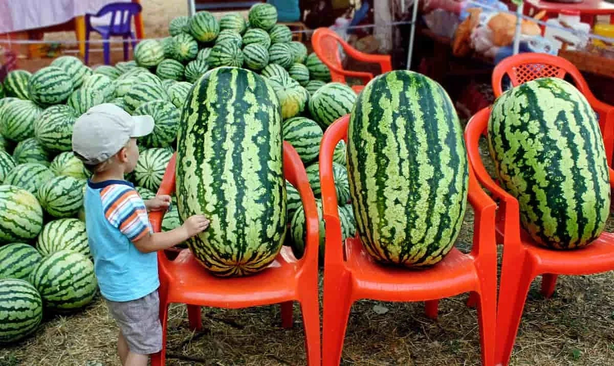 Congo Watermelon Seeds - Large - Non-GMO Heirloom - Organic Rare Variety - Citrullus lanatus