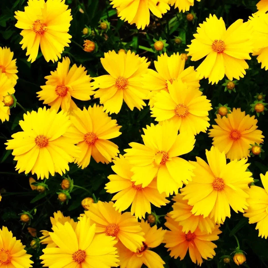 Lanceleaf Coreopsis Seeds - Yellow Lance-Leaved Coreopsis lanceolata for 2025 Planting