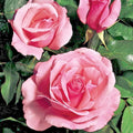 Queen Elizabeth Rose Bush 1-2' Pink Live Plant Rosa 'Queen Elizabeth' Grandiflora 1954 AARS Winner
