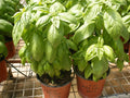 Organic Basil Seeds - Super Sweet Ashalim - 100 Seeds - Ocimum basilicum - Non-GMO Herb Garden Planting