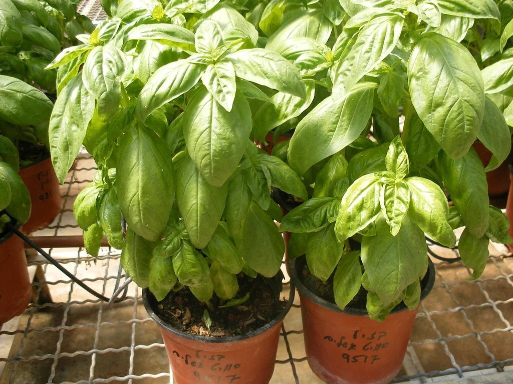 Organic Basil Seeds - Super Sweet Ashalim - 100 Seeds - Ocimum basilicum - Non-GMO Herb Garden Planting