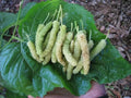 Pakistan White Mulberry Cuttings - Organic Fresh Rooting or Grafting - Morus alba