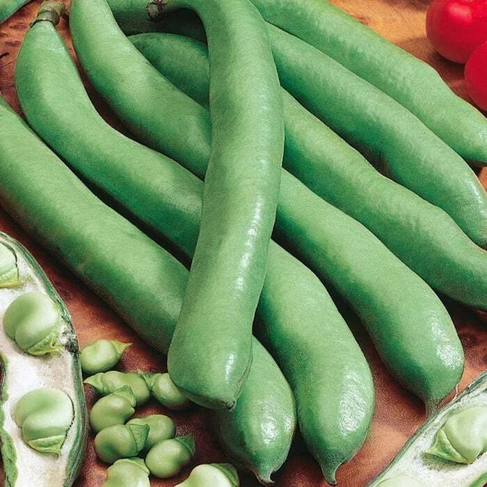 Aguadulce Fava Bean Seeds, 25 Count, NON-GMO, Vicia faba - Country Creek Acres