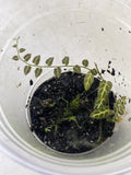 Ecuador Vine Plant in Pot - Solanum sp. - Perfect for Terrariums - Rooted Indoor Plant