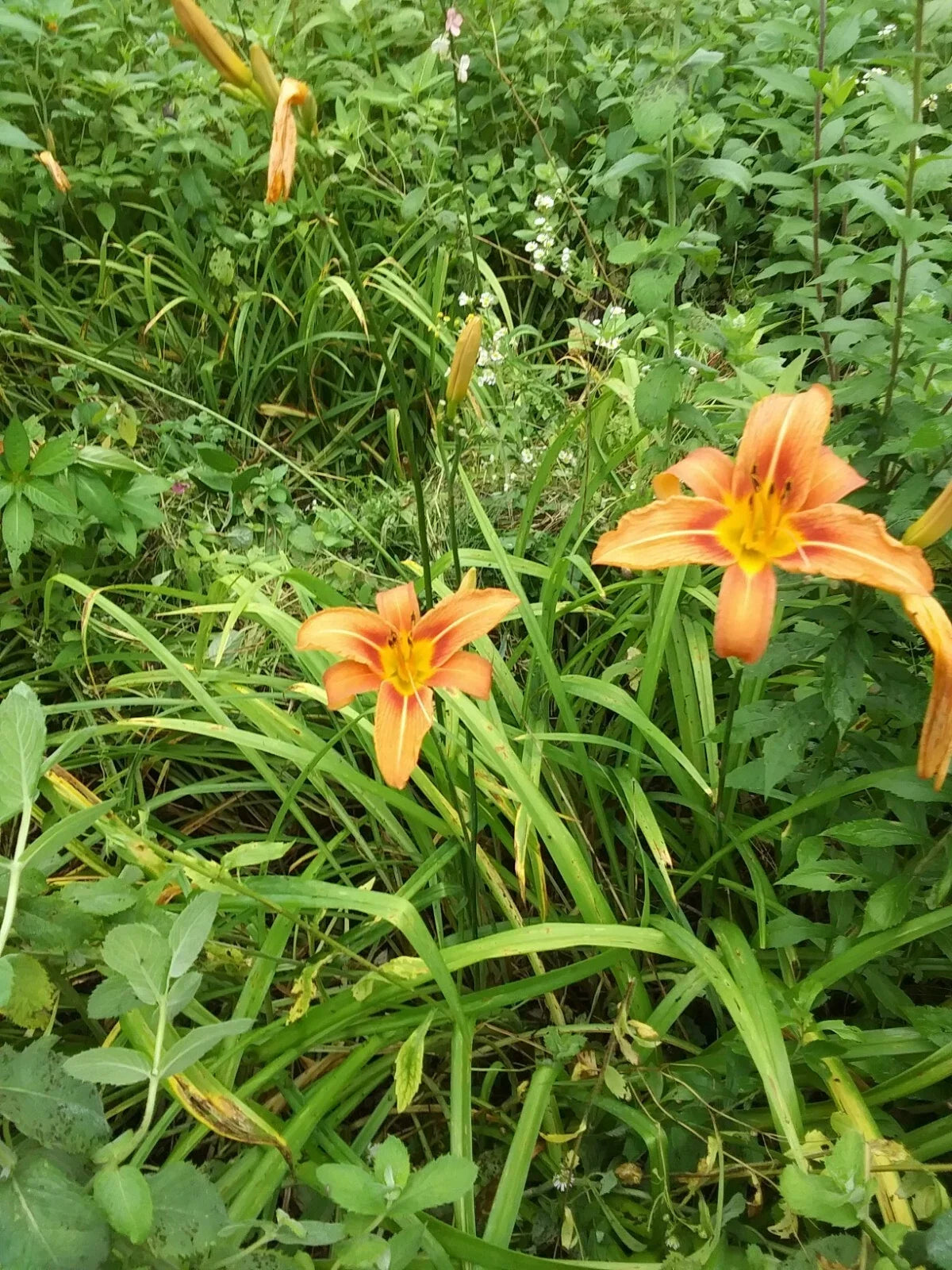 Day Lily Bare Roots (25) Orange - Fragrant Perennial Flowers - Hemerocallis spp. - Easy to Plant, Fast Shipping