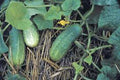 Pickling Cucumber Seeds, 100 Seeds, National Heirloom, Non-GMO, Cucumis sativus