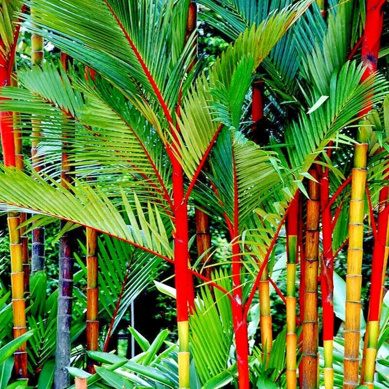 10 Red Sealing Wax Palm Tree Seeds - Cyrtostachys renda - Indoor House Plant Seeds for Tropical Gardens