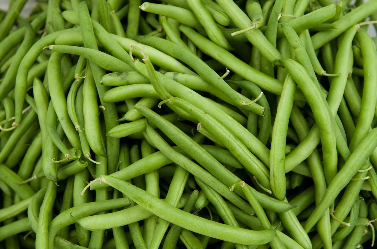 Green Bean Seeds - Tenderette Green Beans - Fresh Seeds - Phaseolus vulgaris - Free Shipping