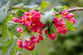 Spindle Tree Seeds - 10 Pack for Planting - Euonymus latifolius - Hardy Shrub Seeds for Garden or Landscape