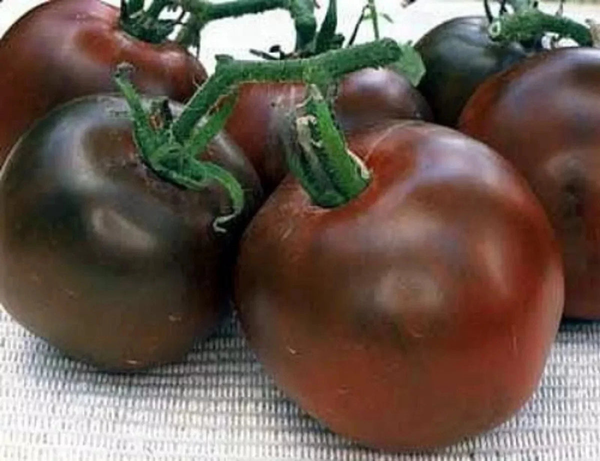 Black Prince Tomato Seeds - 120+ Heirloom Organic Non-GMO - Rare Variety - Solanum lycopersicum