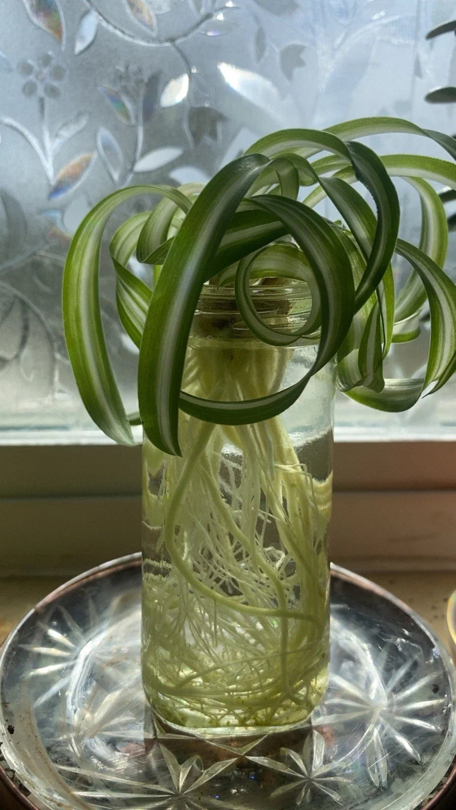 Spider Plants - Curly Baby Cuts - Live Plants - Healthy Bonnie Variety - Chlorophytum comosum