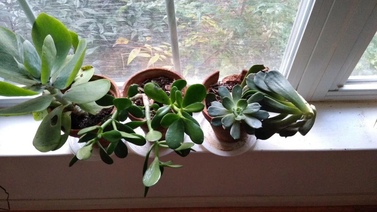 Succulent Cuttings Mix - 10 Assorted Varieties - Perfect for Planting and Arrangements - Ideal for Home Decor