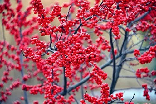 Winterberry Bush Seeds - 50 Pack - Ilex verticillata - Essential Winter Planting