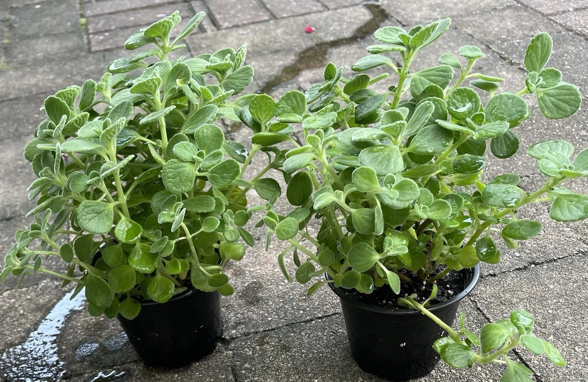 Vicks Plant Starter in 4” Pot, Plectranthus Tomentosa, Fully Rooted Aromatic Herb for Home or Garden