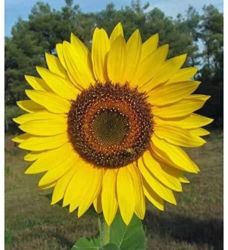 Giant Sunflower Seeds for Planting | 50 Seed Packet | Huge Wide Butter Flowers | Helianthus annuus