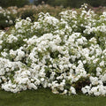 Rosa 'Icy Drift' Shrub Rose Cuttings - 6 Pieces - Groundcover Variety - Hardy Perennial
