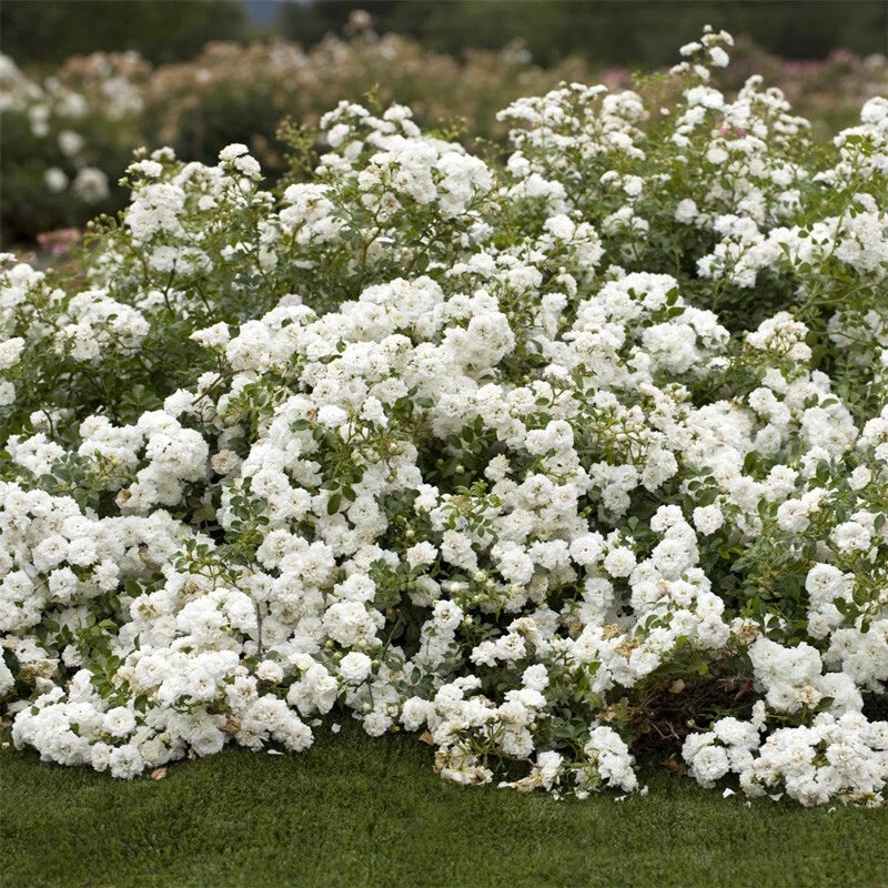 Rosa 'Icy Drift' Shrub Rose Cuttings - 6 Pieces - Groundcover Variety - Hardy Perennial