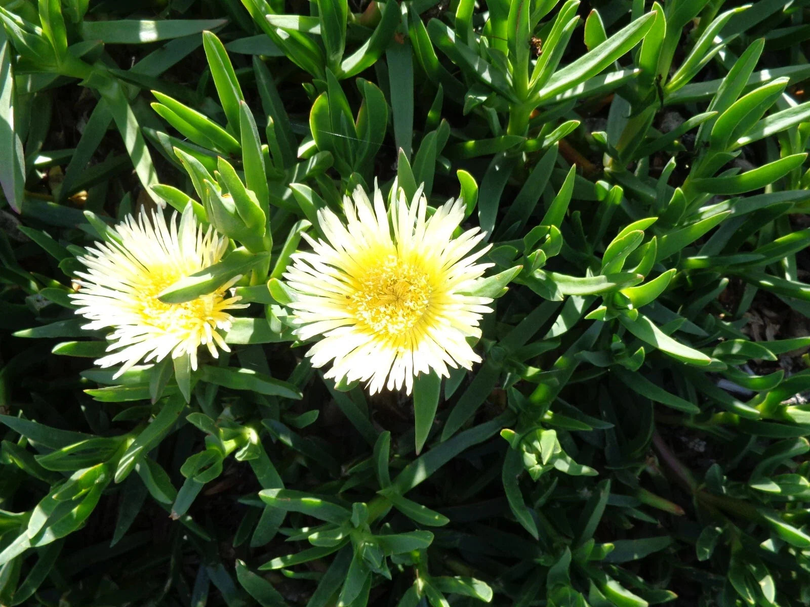 Ice Plant Cuttings 5 x 6'' Yellowish & White Ground Cover Succulents (Fresh Cuttings)
