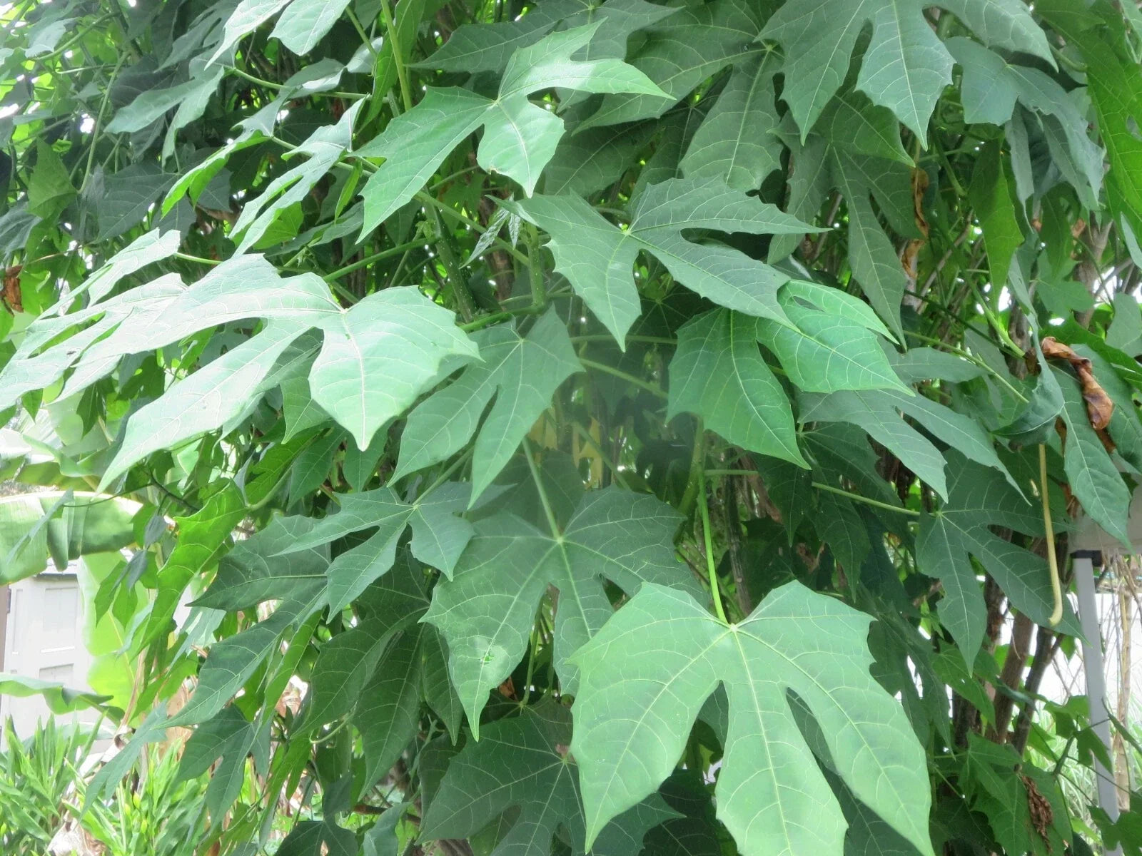 Maple Leaf Chaya Cuttings - Organic Non-Stinging Edible Plant - Cnidoscolus chayamansa - Set of 7