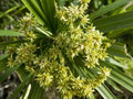Lovage Seeds - Herb Garden Seeds - Levisticum Officinale - Shipped with Tracking