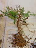 Eastern Red Cedar Pre-Bonsai Tree, Hardy Redcedar, Juniperus virginiana, 4-inch Pot