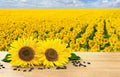 Black Oil Sunflower Seeds for Planting, 100 Count, Attract Birds, Helianthus annuus