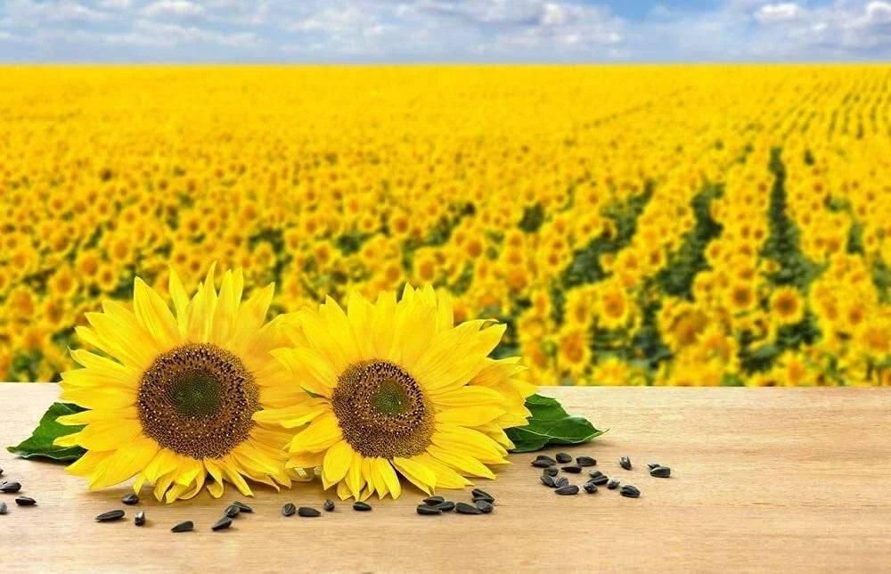 Black Oil Sunflower Seeds for Planting, 100 Count, Attract Birds, Helianthus annuus