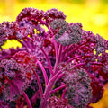 Red Borecole Kale Seeds - 600+ Heirloom Non-GMO Frilly Purple - Brassica oleracea