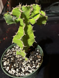 Euphorbia Pseudocactus - False Cactus Succulent Live Plant - Bare Root - Unique Green Desert Plant