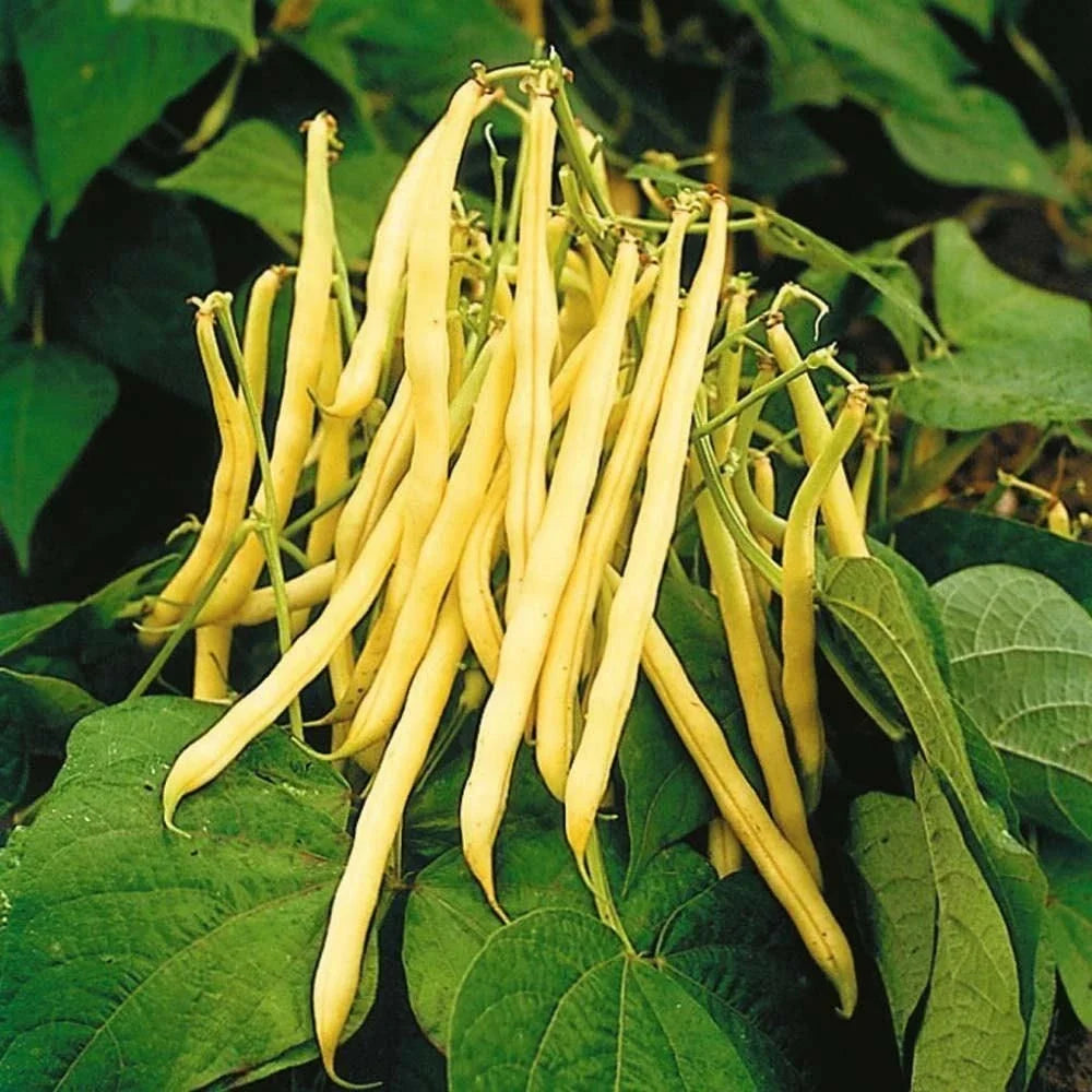 Golden Yellow Wax Bean Seeds - USA Vegetable String Green Butter Pod Seed - Phaseolus vulgaris - 2025 Planting