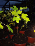 Ficus Brown Turkey Fig Tree Plant 3-8 Inches Cold Hardy Edible Ficus carica