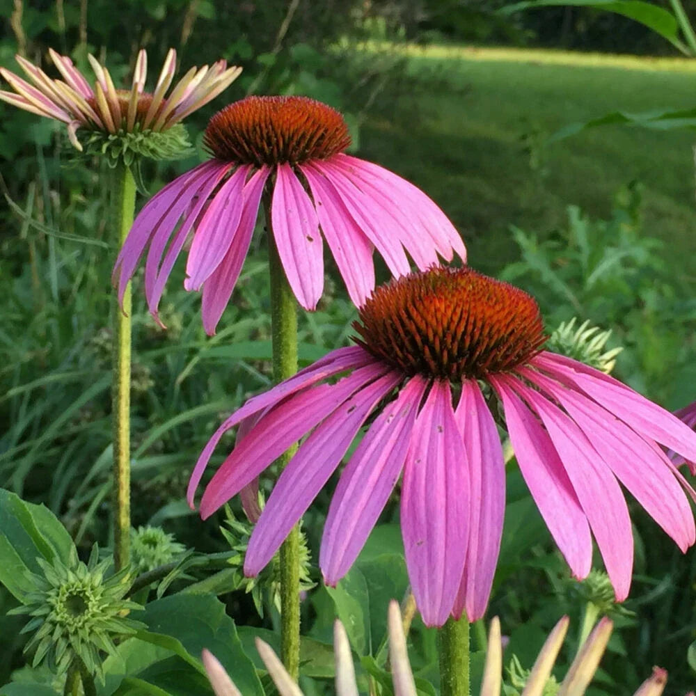 Purple Coneflower Starter Live Plant - Echinacea Magnus - Perennial - 4+ Inches