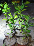 Satsuma Fruit Tree Seedling - Real Live Mandarin Citrus Plant, 4"-10" - Citrus unshiu