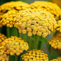Gold Yarrow Seeds - Non-GMO Flower Seeds - Achillea millefolium - Bulk Pack for Garden Planting