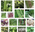 Asian Vegetable Seeds - 20+ Variety Heirloom Non-GMO - Perfect for Home Gardening