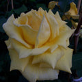 Climbing Rose Plant 2-Year-Old Royal Gold Everblooming Yellow Rosa 'Royal Gold'