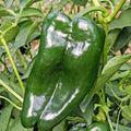 Poblano Ancho Hot Pepper Seeds - Organic Vegetable Seeds for Summer Garden - Capsicum annuum