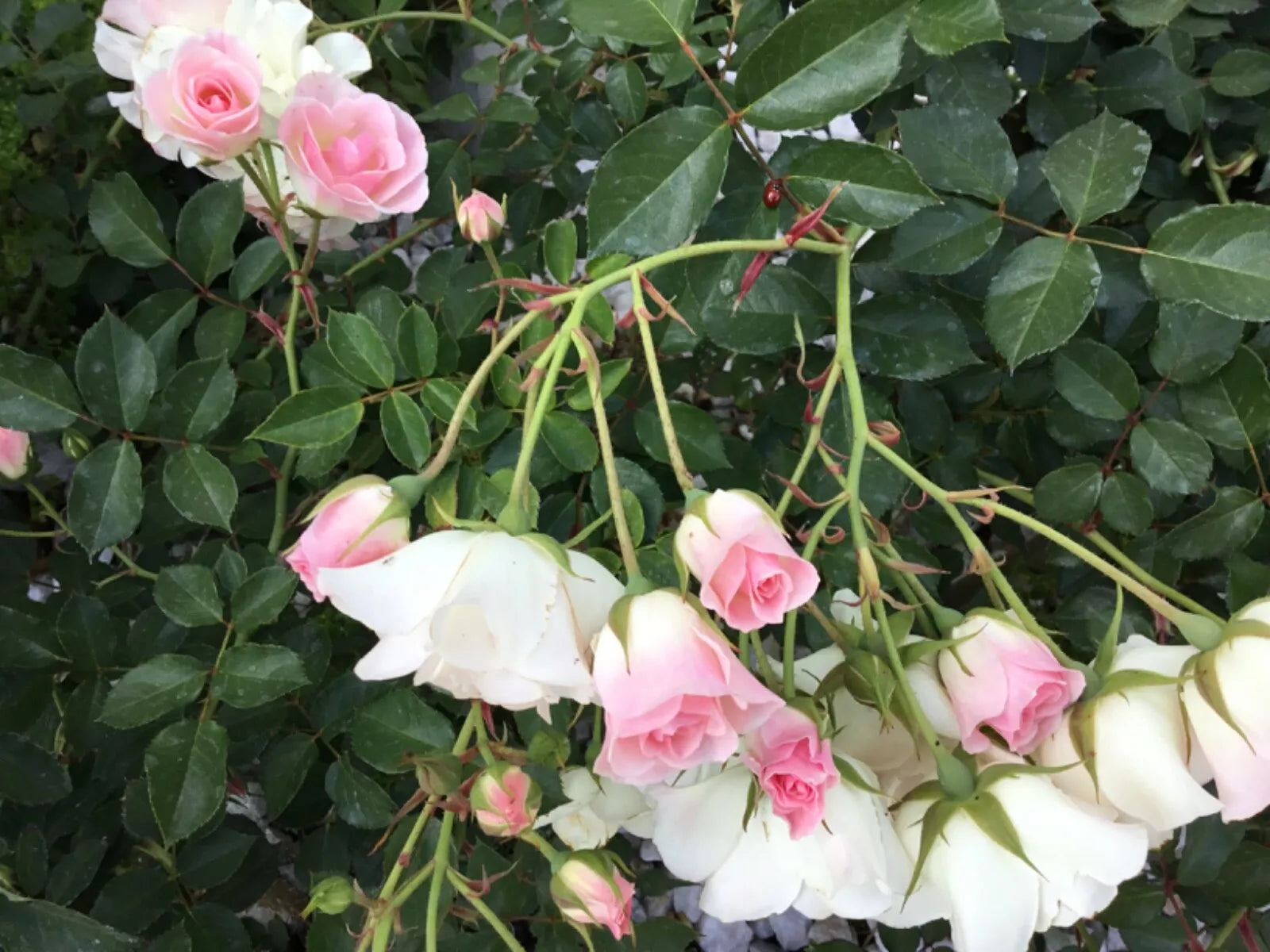 Frosty Pink Florabunda Rose Cuttings - 4 Rooting Cuttings for Gardening - Rosa 'Frosty Pink'