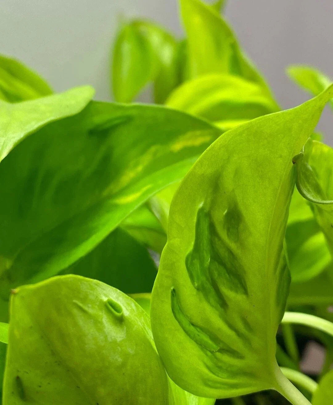 Rare Teruno Champs Elysees Pothos Cuttings - 3 Fresh No Roots - Epipremnum aureum
