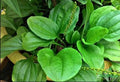 Plantain Seeds - 1000 Count - Broadleaf - Plantago major - USA Seller - 2024 Harvest