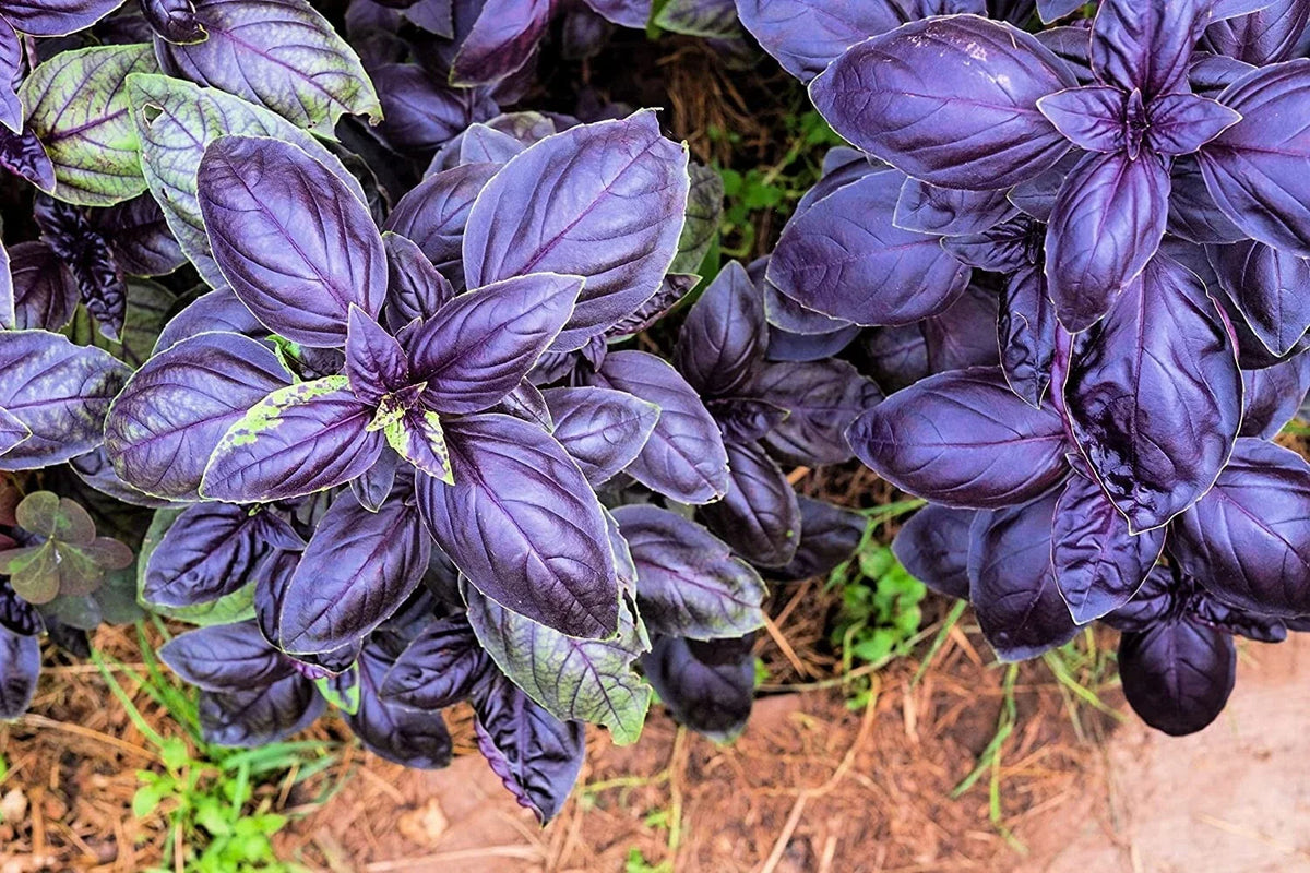 Purple Basil Herb Seeds - 200 Count - Ocimum basilicum 'Purpurascens' - Non-GMO, Organic Gardening Seeds