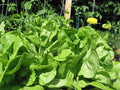 Bibb Leaf Lettuce Seeds, Heirloom Non-GMO, 100 Seeds, Organic Lettuce Variety - Perfect for Home Gardening