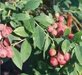 Florida Rose Blueberry Plant - Edible Highbush Variety - Vaccinium spp. - Rabbiteye Hybrid - Early Ripening, Pink Fruit