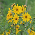 Maximilian Sunflower Seeds 500 Count NON-GMO - Helianthus maximiliani, Free Shipping