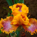 Iris Germanica 'Nice Job' Rhizome - Tall Bearded Iris, Purple Flowering Perennial Plant for Garden