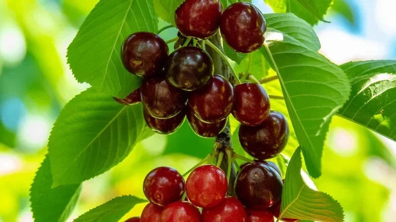 Sweetheart Cherry Seeds, 10+ Pack, Garden Planting, Prunus avium - USA, Fast Shipping