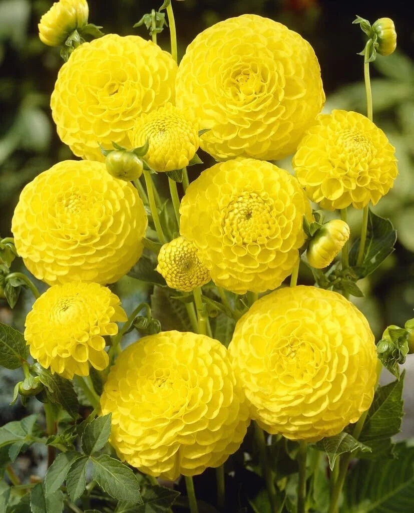 Dahlia Tuber - 1 "Golden Torch" Ball Variety for Planting - Dahlia pinnata