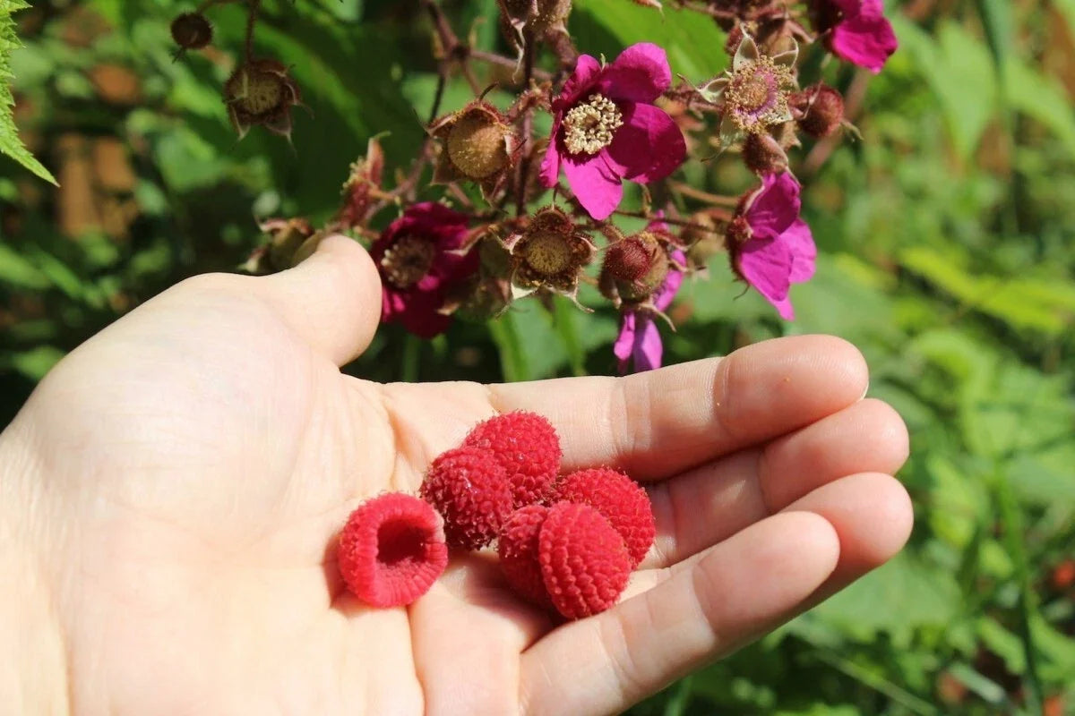 Thornless Purple Flowering Raspberry Plant - Live Starter - Self-Pollinating - Rubus odoratus - Zones 4-7 - Medium Berries